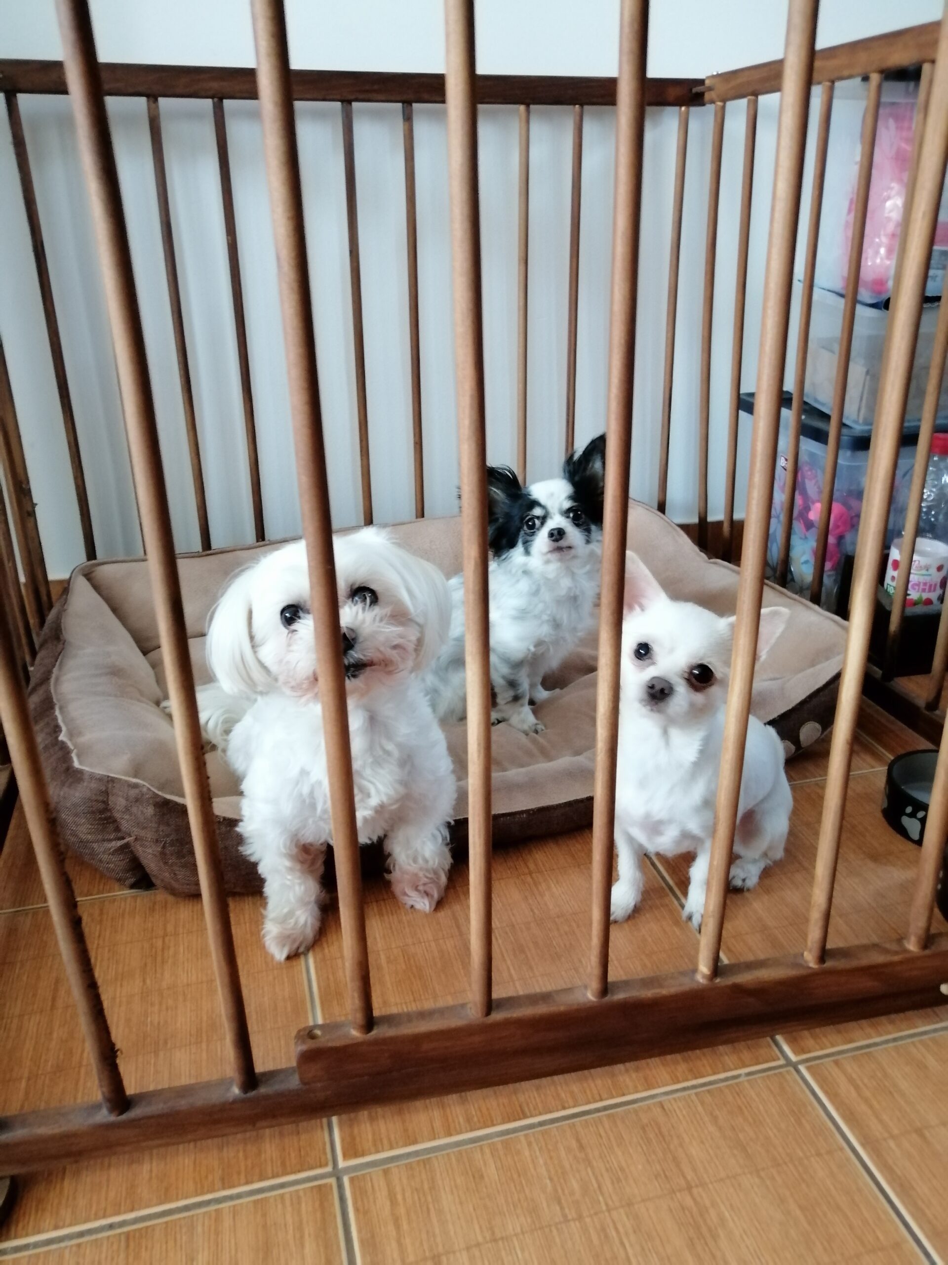 Pihenő kutyák kennelben